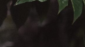 Photo by Supakid. Courtesy of the photographer