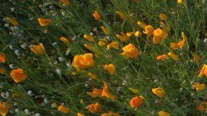 Photo by Alejandro Ohlmaier. Courtesy of Cosmica Artists