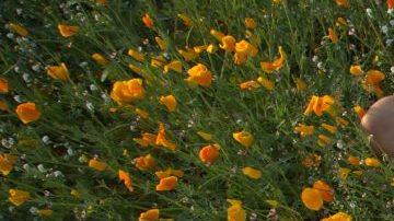 Photo by Alejandro Ohlmaier. Courtesy of Cosmica Artists