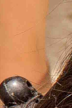 Indigenous Tzotzil women weaving a traditional Huipil at the loom. San Lorenzo Zinacantan is a small village in the southern part of the Central Chiapas highlands in the Mexican state of Chiapas.