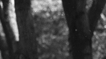 Cesar Chavez — speaking at the Delano UFW−United Farm Workers rally, in Delano, California (June 1974). CC BY 3.0, Link