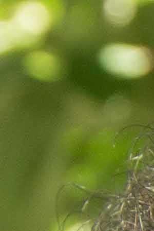 Photo by Itzel Alejandra Martinez for Remezcla