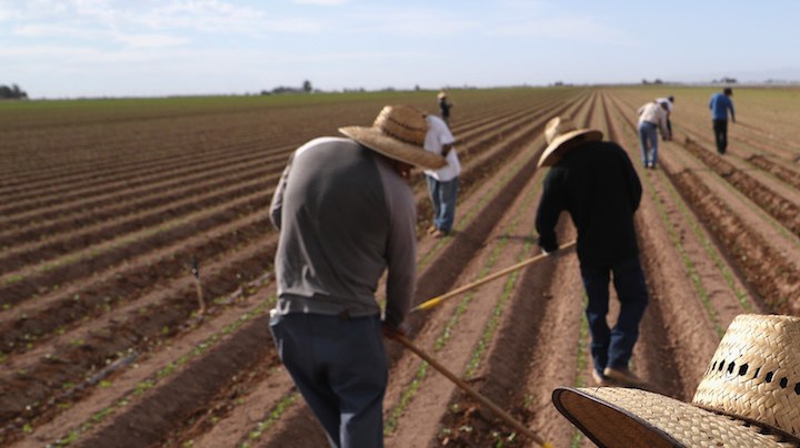 Mexican farm workers hoe a cabbage field on September 27, 2016 Holtville, California. Photo by John Moore/Getty Images News