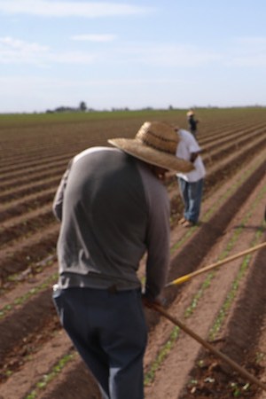 Mexican farm workers hoe a cabbage field on September 27, 2016 Holtville, California. Photo by John Moore/Getty Images News
