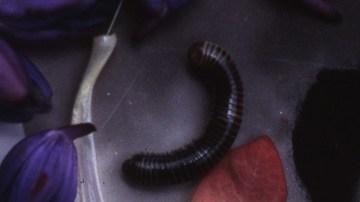 Art by Alan López for Remezcla