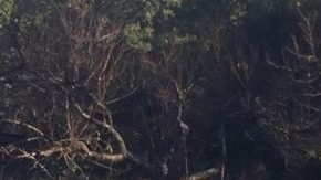 La Llorona. Courtesy of the artist