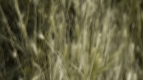 Courtesy of the artist