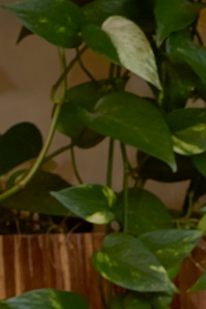 Erika L. Sanchez, author headshot.