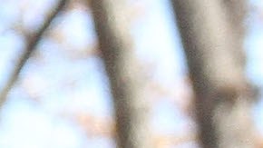 Dora The Explorer at 87th Annual Macy's Thanksgiving Day Parade on November 28, 2013. Photo by Laura Cavanaugh/ Getty Images Entertainment