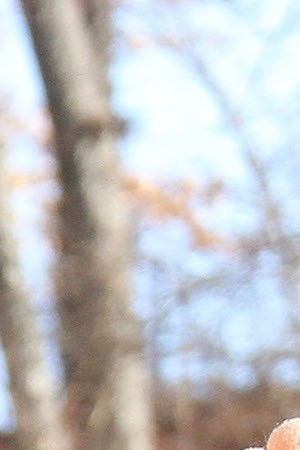 Dora The Explorer at 87th Annual Macy's Thanksgiving Day Parade on November 28, 2013. Photo by Laura Cavanaugh/ Getty Images Entertainment