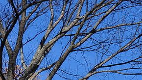 Creative Commons "Manning Hall, Brown University, Providence, Rhode Island” by Chen Siyuan is licensed under CC BY 3.0