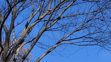 Creative Commons "Manning Hall, Brown University, Providence, Rhode Island” by Chen Siyuan is licensed under CC BY 3.0