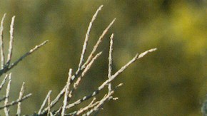 'Hombre' courtesy of NYFF