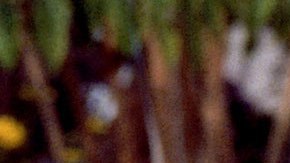 Real Women Have Curves