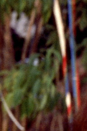 Real Women Have Curves