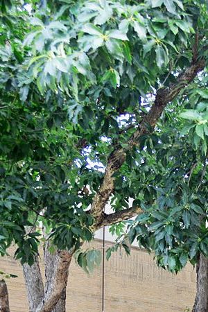 Creative Commons "Fulmoregate2" by Kmscherer is licensed under CC BY 3.0