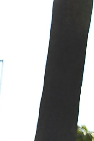 People protest the possibility that the Trump administration may overturn the Temporary Protected Status for Haitians in front of the U.S. Citizenship and Immigration Services office. Photo by Joe Raedle/Getty Images News