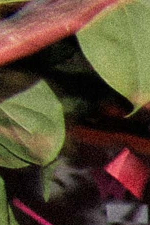 El Cocoró Del Futuro. Photo by Carlos Rodriguez for Remezcla