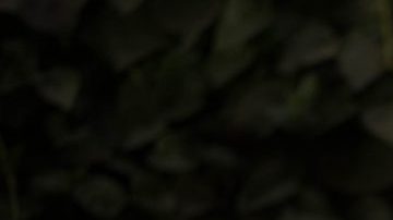 Courtesy of Comunité Festival