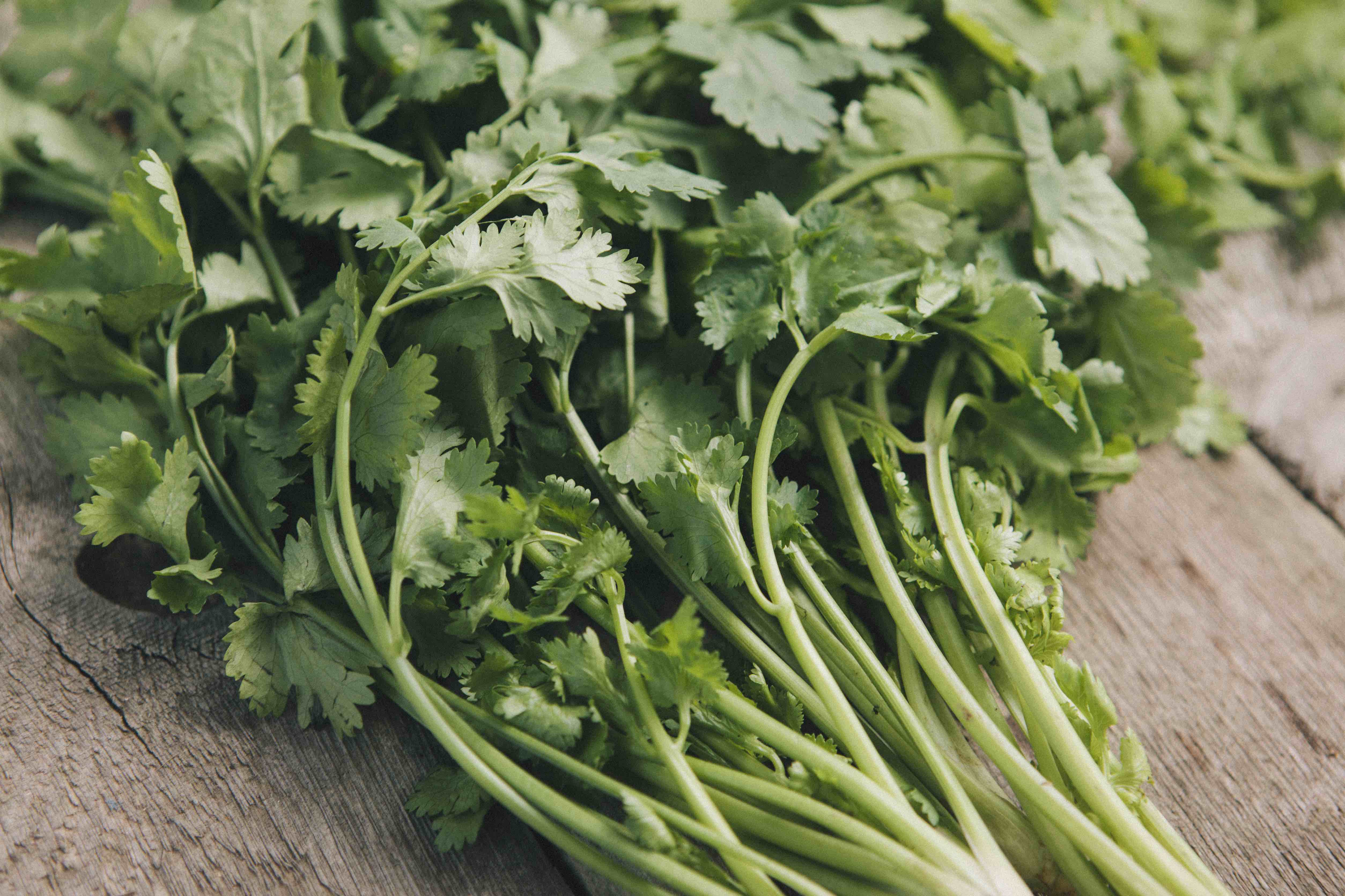Three Cilantro This Video of a Guy Chopping Cilantro Is So Unbelievably Satisfying