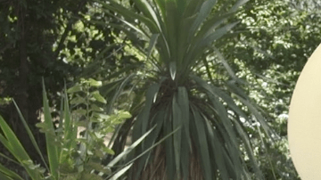 Courtesy of Thee Commons