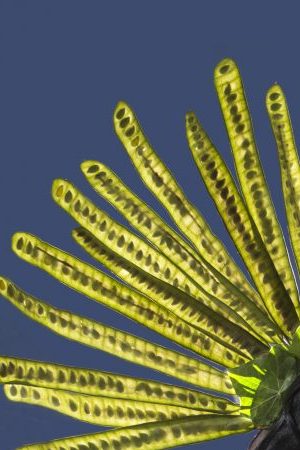 Courtesy of Lila Downs