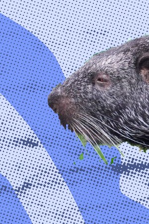 Art by Alan López for Remezcla