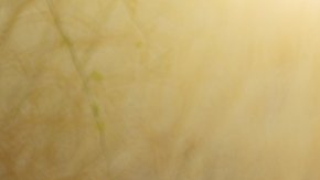 'Buy Me A Gun' still courtesy of Los Cabos Film Festival