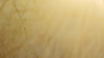 'Buy Me A Gun' still courtesy of Los Cabos Film Festival