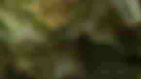 Photo by nathanphoto / iStock / Getty Images Plus