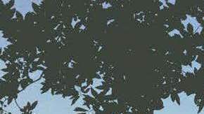 Word art rendering of the park. Courtesy of Muñoz & Company