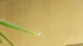 'Cobra Kai' still courtesy of YouTube Red