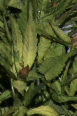 Comedians Cheech Marin. Photo by Frazer Harrison / Staff / Getty Images Entertainment