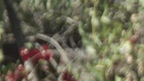 'Retablo' film still courtesy of Outfest.