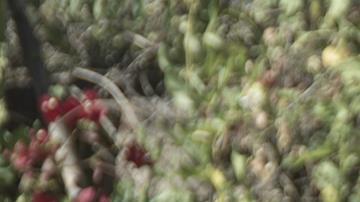 'Retablo' film still courtesy of Outfest.