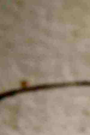 Photo by goldhafen/E+