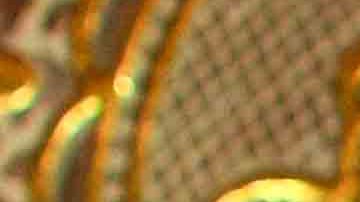 Photo by Samanta Helou for Remezcla