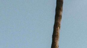 Courtesy of Sacks and Co.