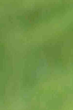 Photo by Mint Images/ Tim Pannell