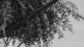 'Roma' courtesy of TIFF