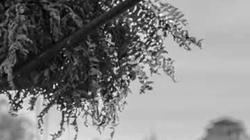 'Roma' courtesy of TIFF
