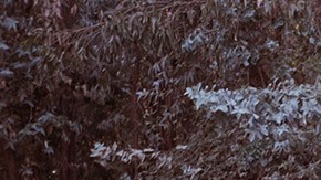 'Too late to die young' courtesy of TIFF