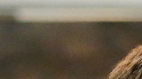 U.S. Rep Beto O'Rourke of El Paso speaks during a town hall meeting. Photo by Chris Covatta/Getty Images
