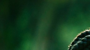 Photo by Thomas Barwick/ Getty Images