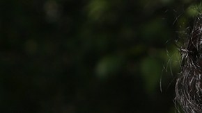 Photo by Sarah Jasmine Montgomery for Remezcla