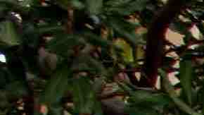 Creative Commons "Chicano Park Murals” by kellinahandbasket is licensed under CC BY 2.0