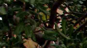 Creative Commons "Chicano Park Murals” by kellinahandbasket is licensed under CC BY 2.0