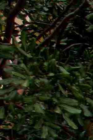 Creative Commons "Chicano Park Murals” by kellinahandbasket is licensed under CC BY 2.0