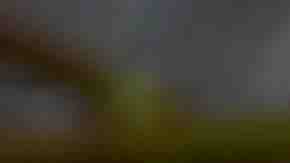 Photo by sbossert / iStock / Getty Images Plus