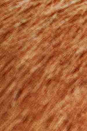 Photo by Busybee-CR / Moment